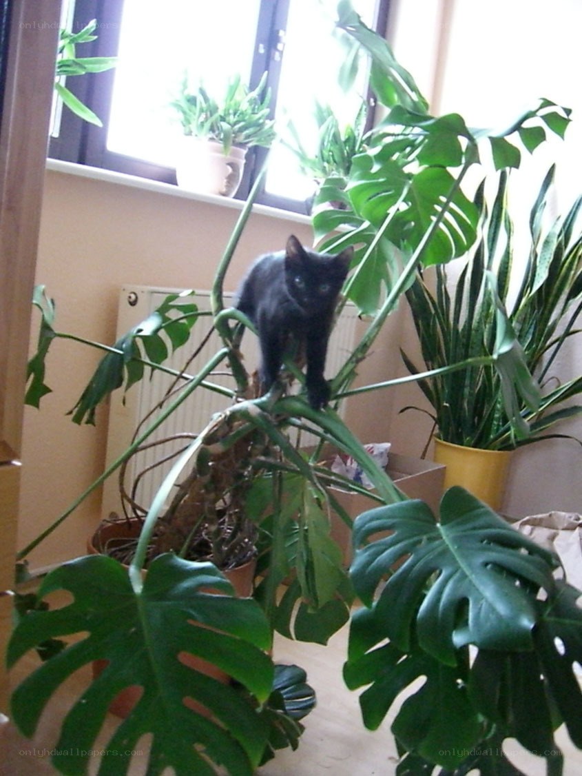 Black cat on a plant
