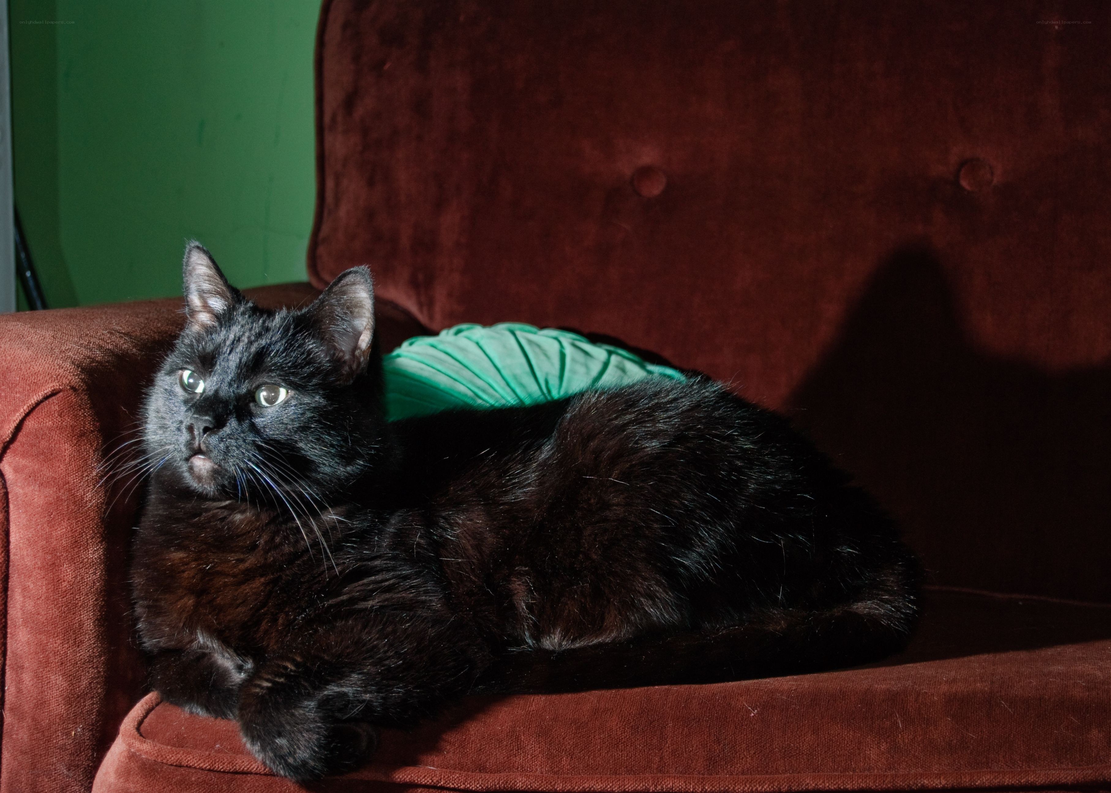 Black cat on a red couch
