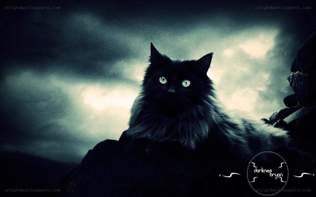 black cat on a rock