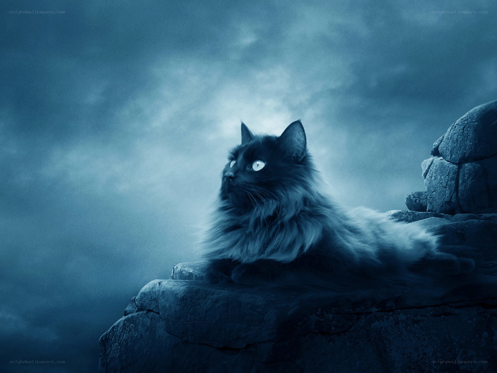 black cat on a rock