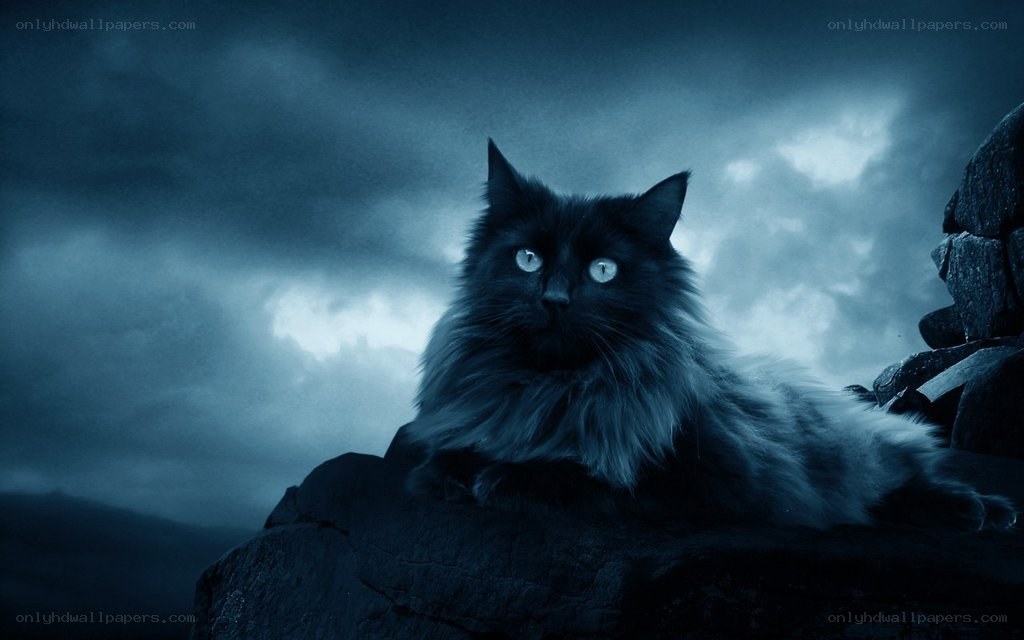 black cat on a rock