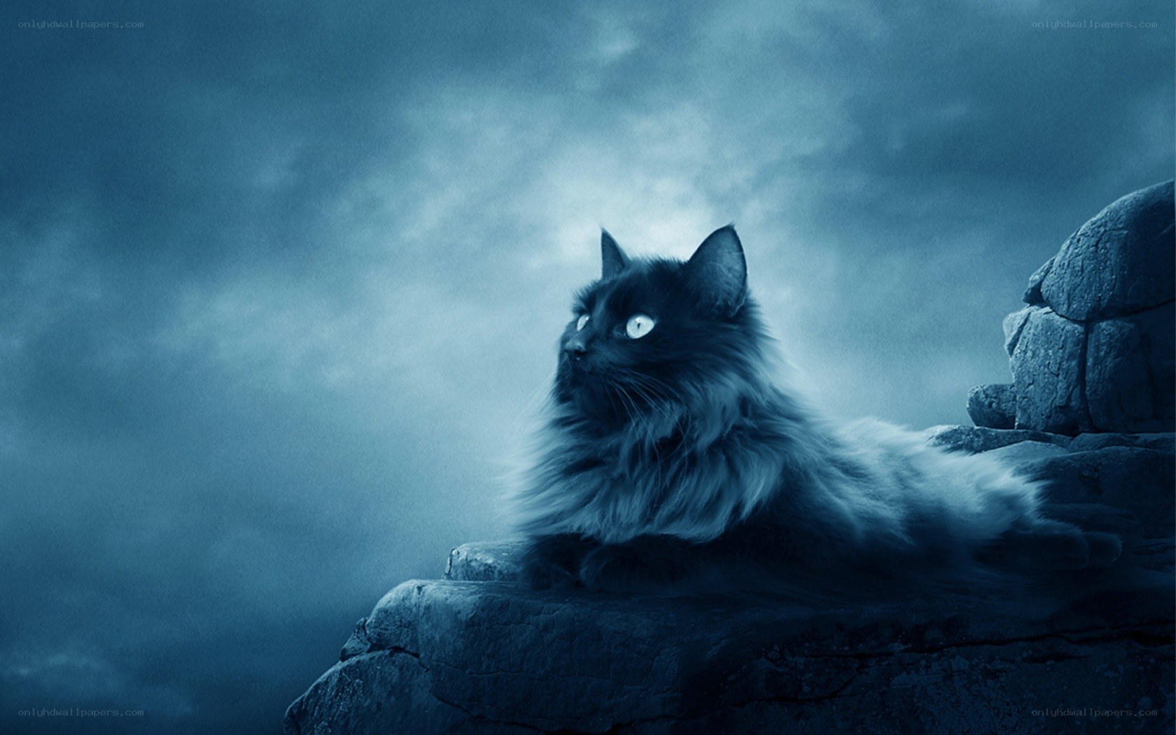 black cat on a rocky cliff