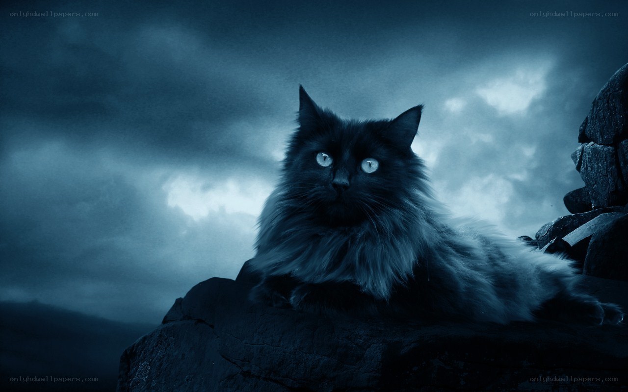 black cat on a rocky cliff