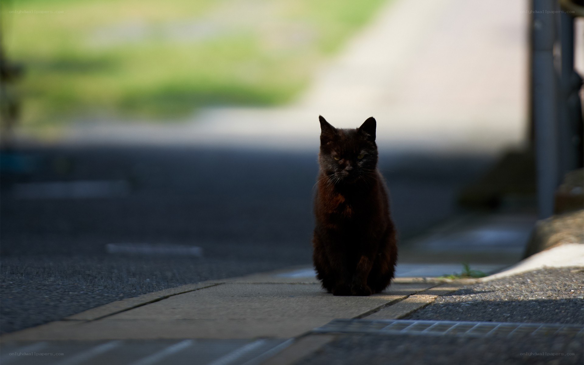 black cat on a sidewalk