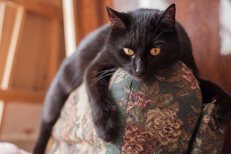 Black Cat on Armchair