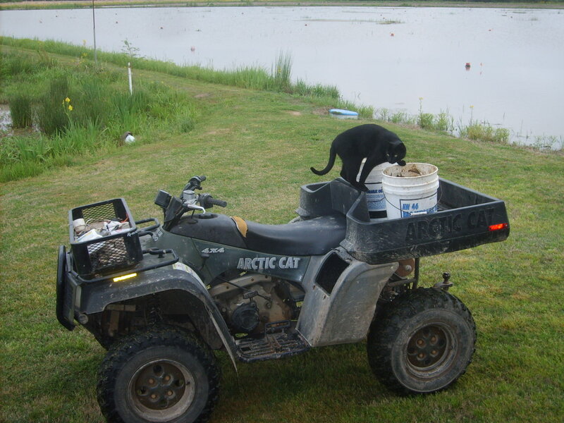 Black Cat on ATV