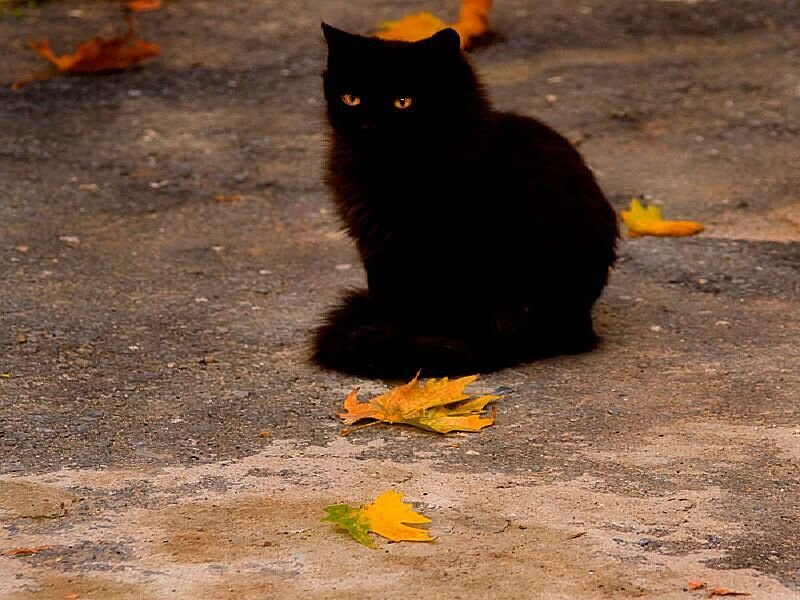 Black cat on autumn ground