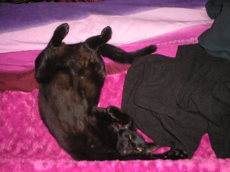 Black Cat on Back