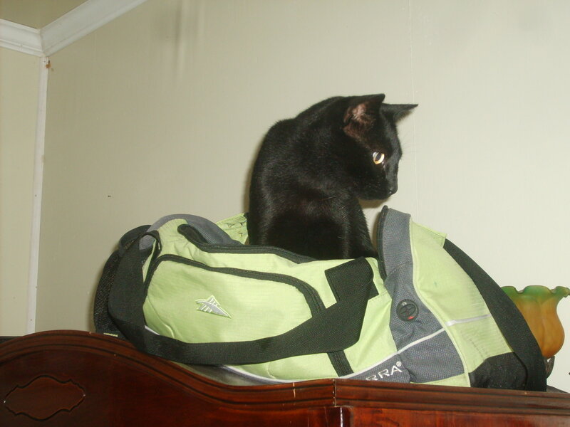 Black Cat on Bag