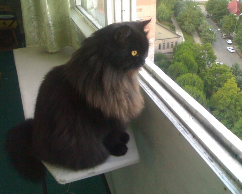black cat on balcony