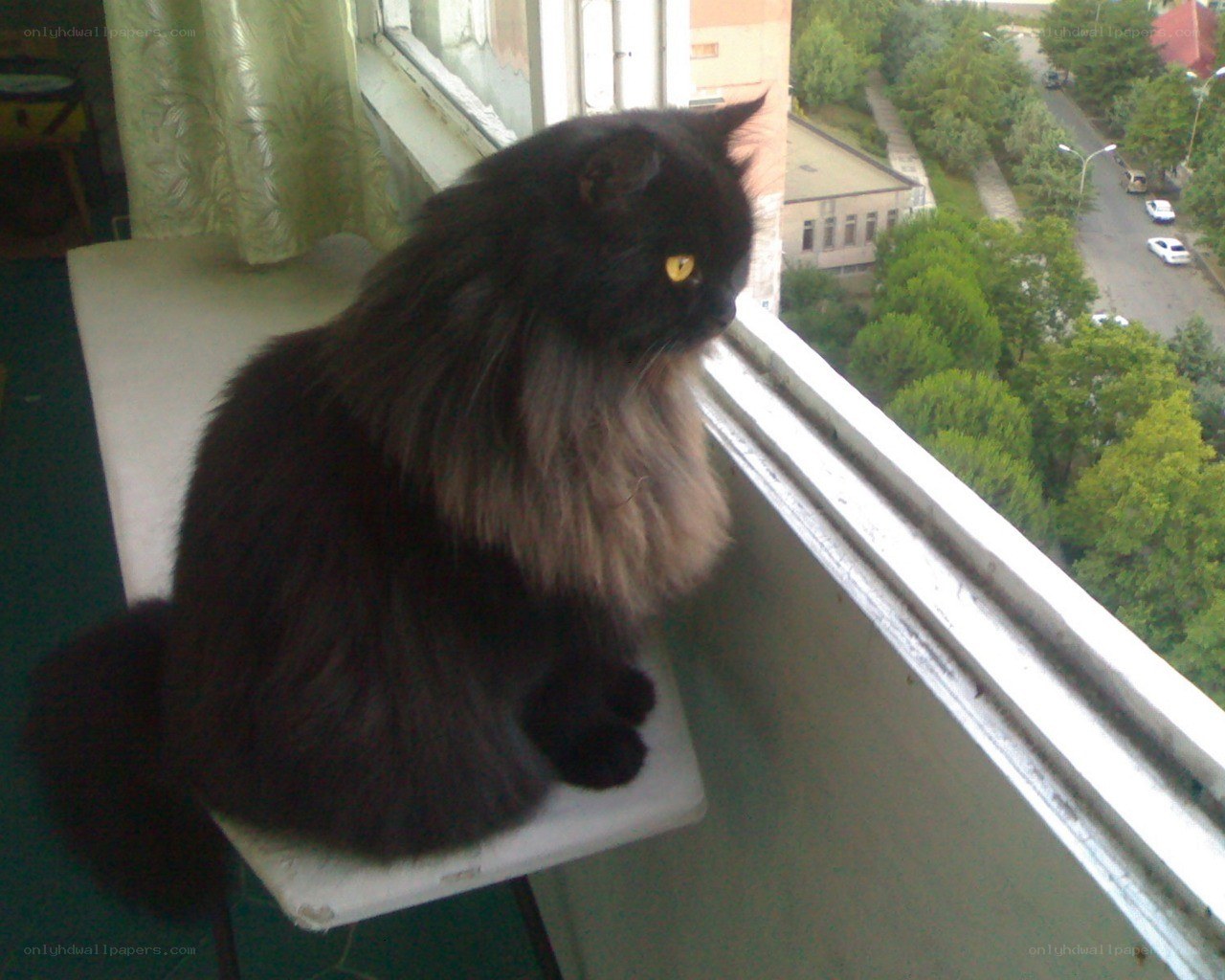 black cat on balcony