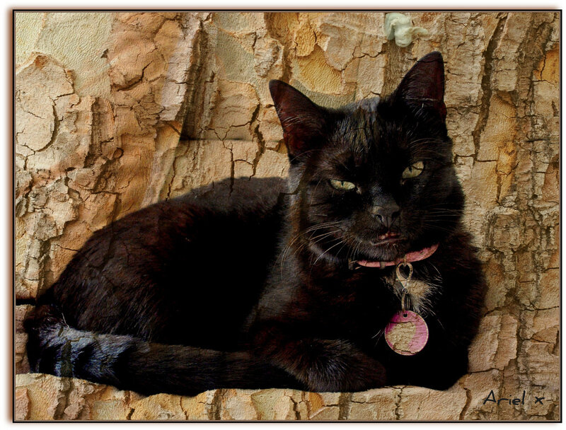Black Cat on Bark
