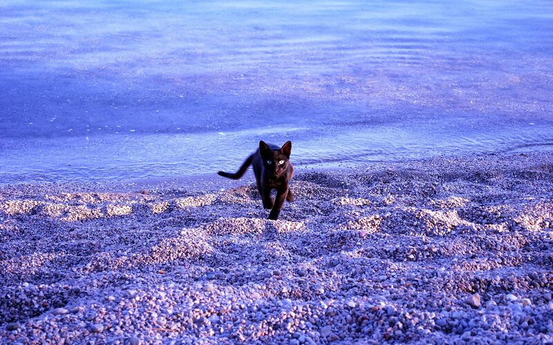 Black Cat on Beach — Blue, Serene, Sunset, Photograph