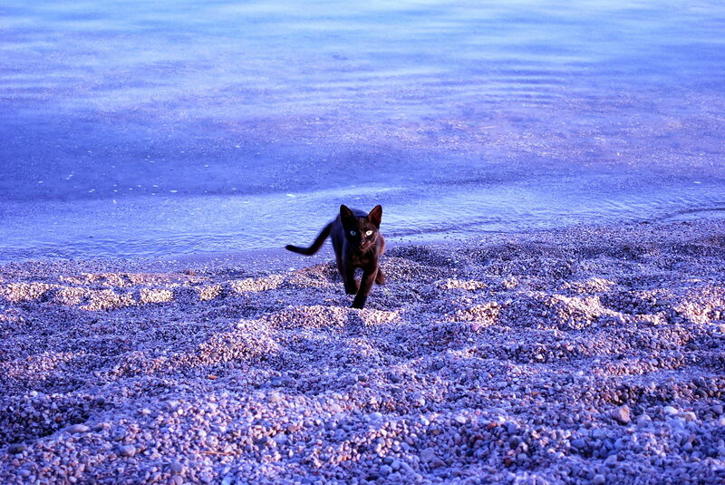 Black Cat on Beach — Blue, Serene