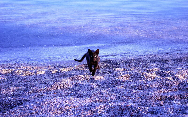Black Cat on Beach — Blue
