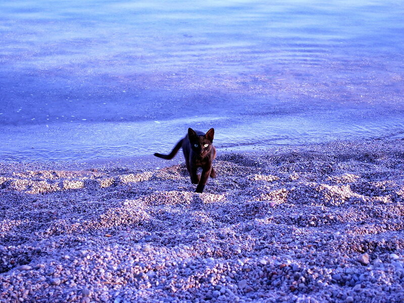 Black Cat on Beach