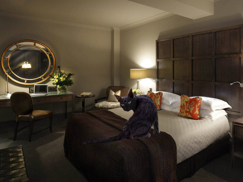 Black Cat on Bed — Brown