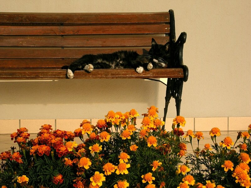 Black Cat on Bench — Brown, Calm