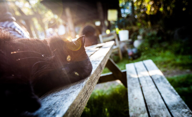 Black Cat on Bench — Brown