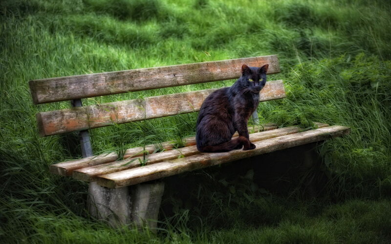 Black Cat on Bench — Green