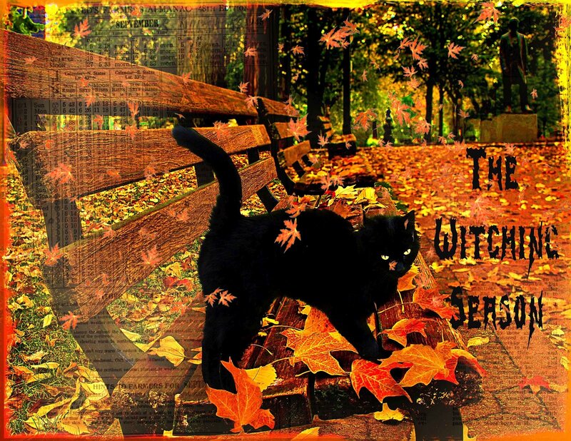 Black Cat on Bench — Orange