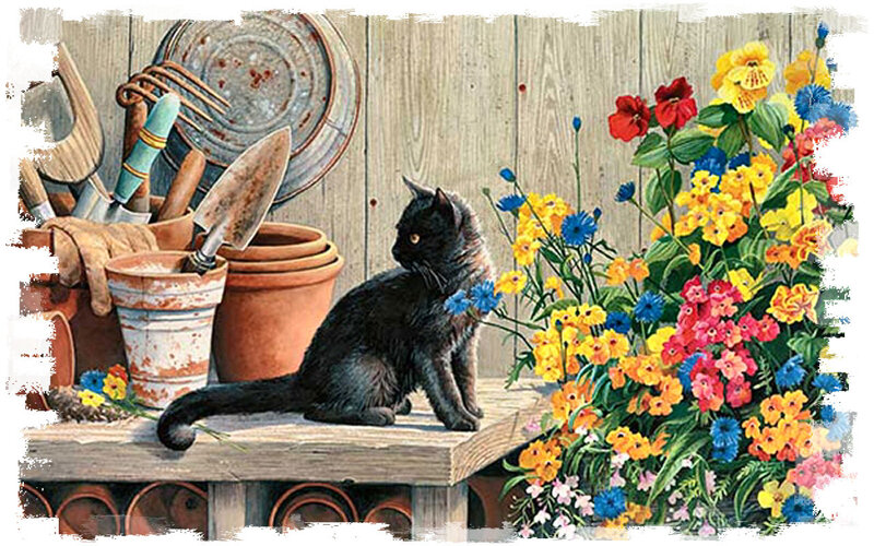 Black Cat on Bench