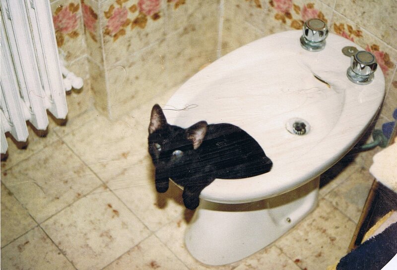 black cat on bidet