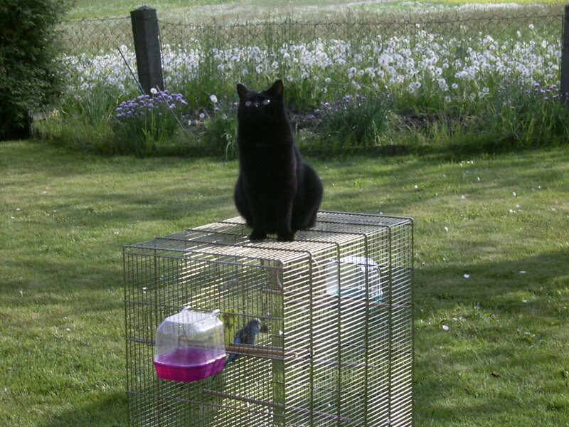 Black cat on birdcage