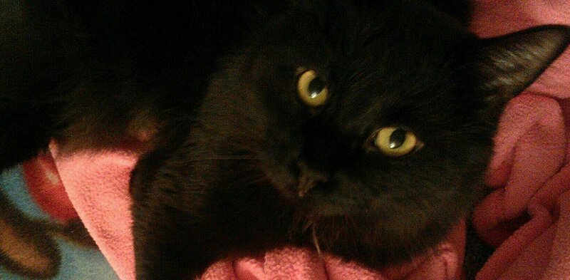 Black Cat on Blanket — Calm, Night
