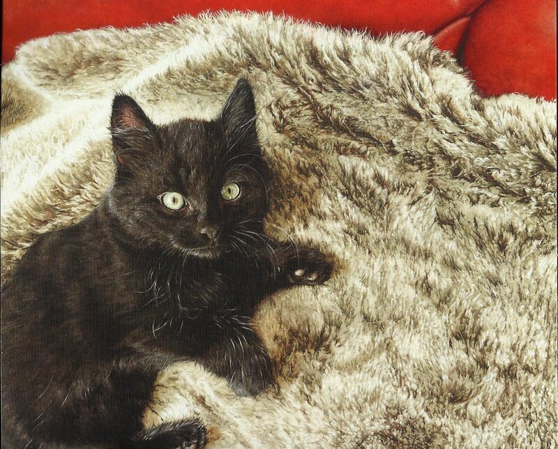 Black Cat on Blanket — Calm, Photograph
