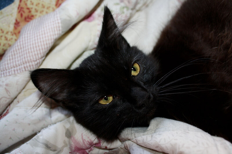 Black Cat on Blanket — Calm