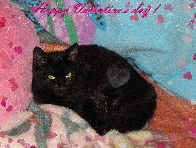 Black Cat on Blanket — Festive