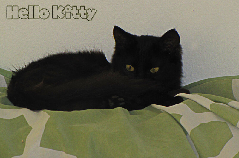 Black Cat on Blanket — Green