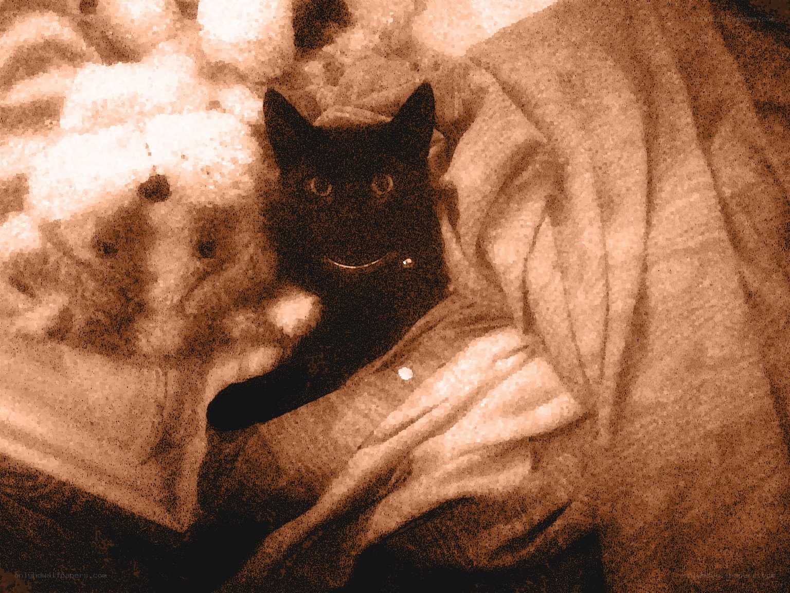 black cat on blanket