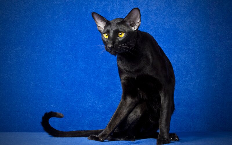 Black Cat on Blue Background — Dramatic