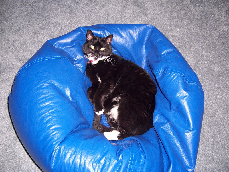 Black cat on blue bean bag