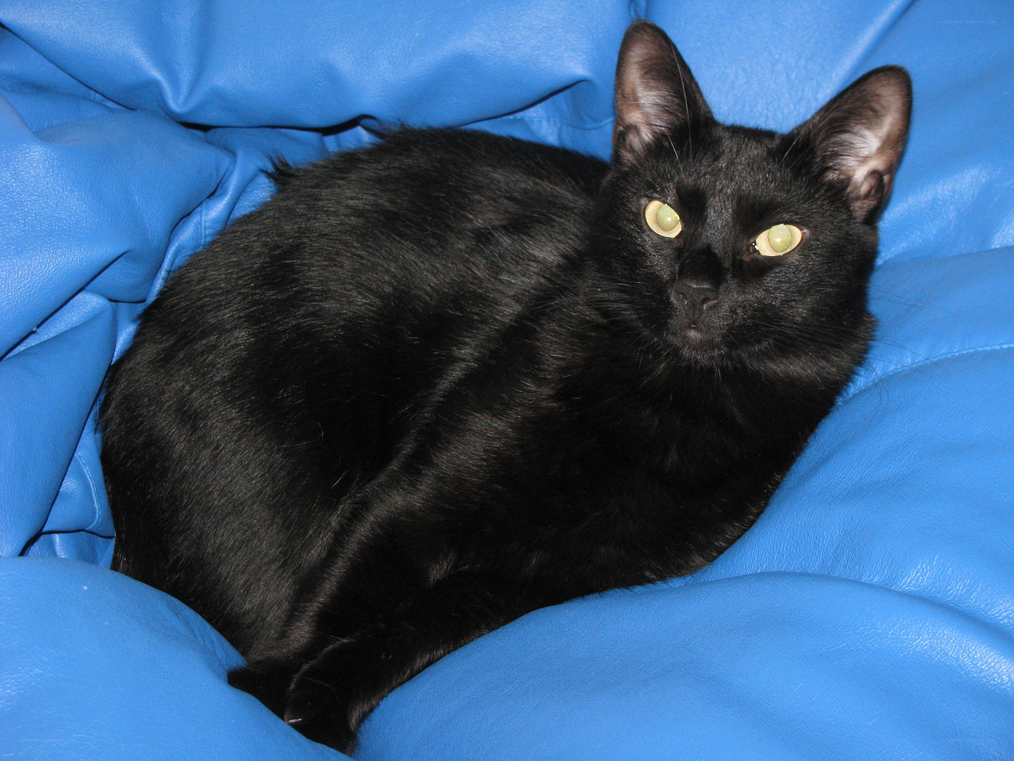 Black cat on blue cushion