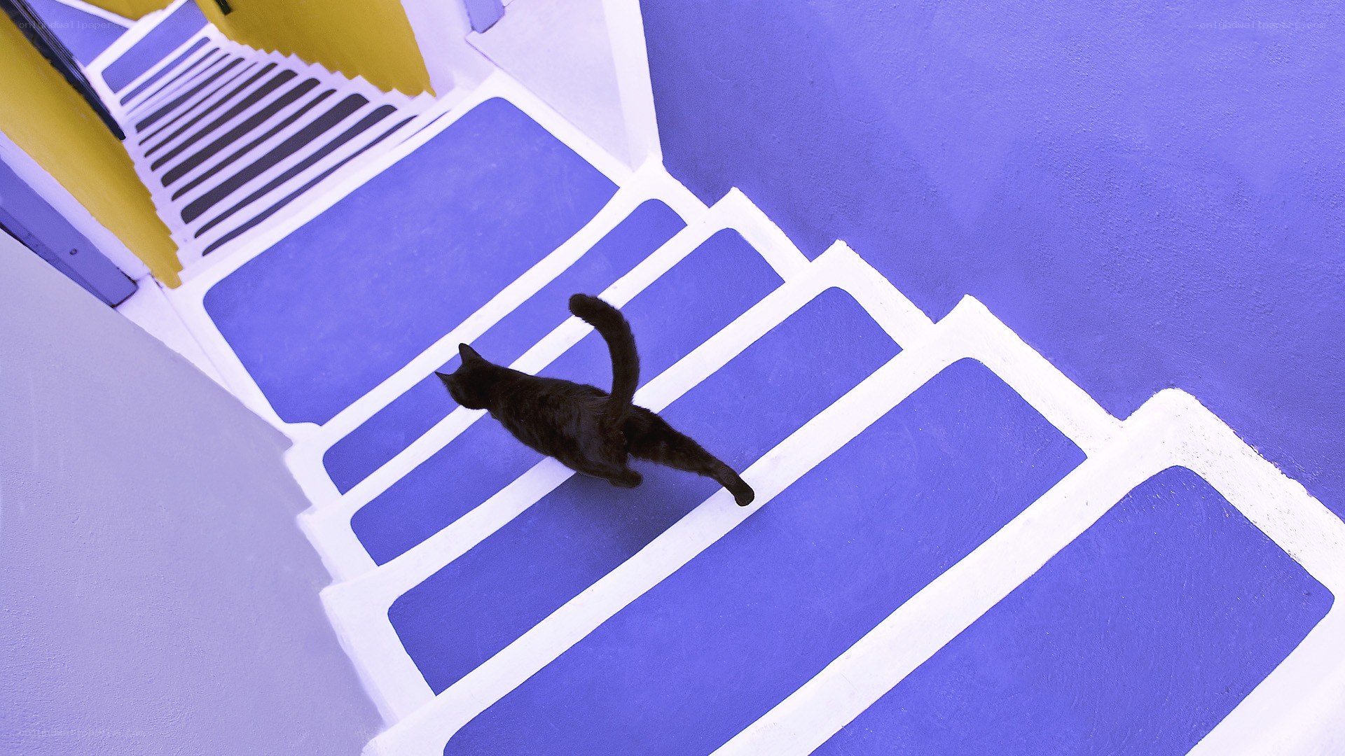 black cat on blue stairs