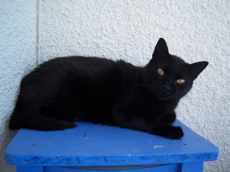 black cat on blue stool