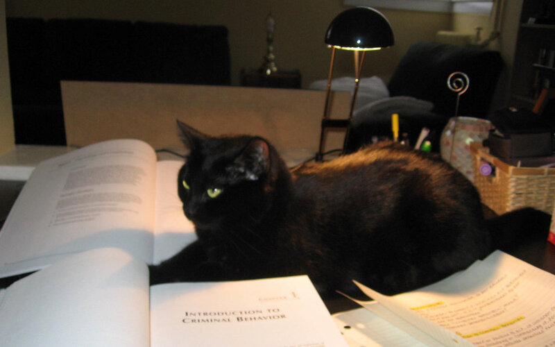 Black Cat on Book