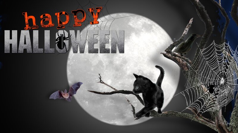 Black Cat on Branch