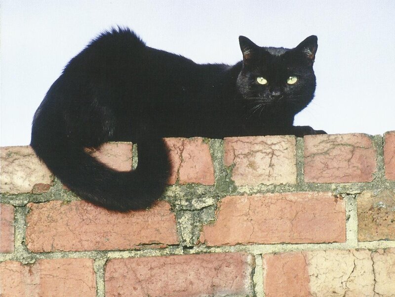 Black Cat on Brick Wall — Calm