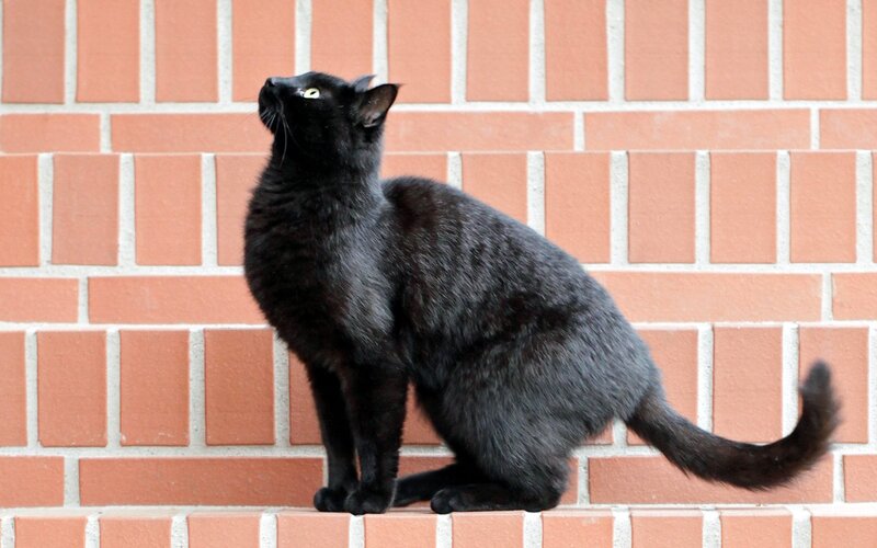Black Cat on Brick Wall
