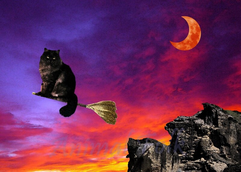 Black Cat on Broom