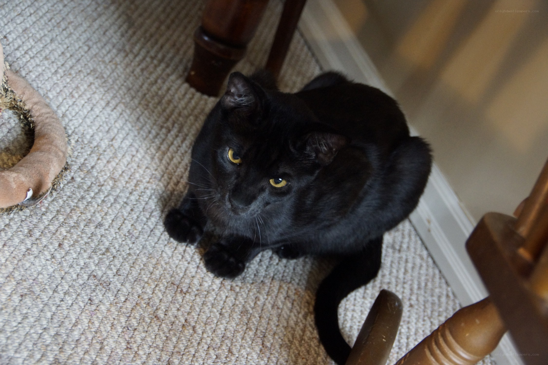 Black cat on carpet