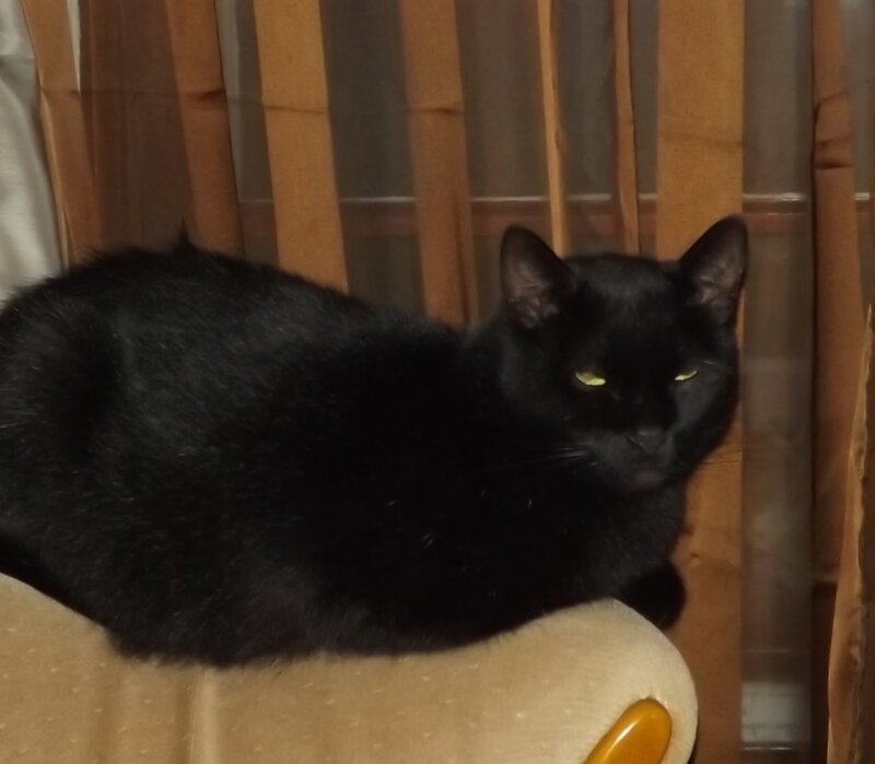 Black Cat on Chair — Calm, Night