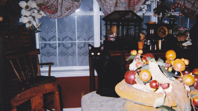 Black Cat on Chair — Calm