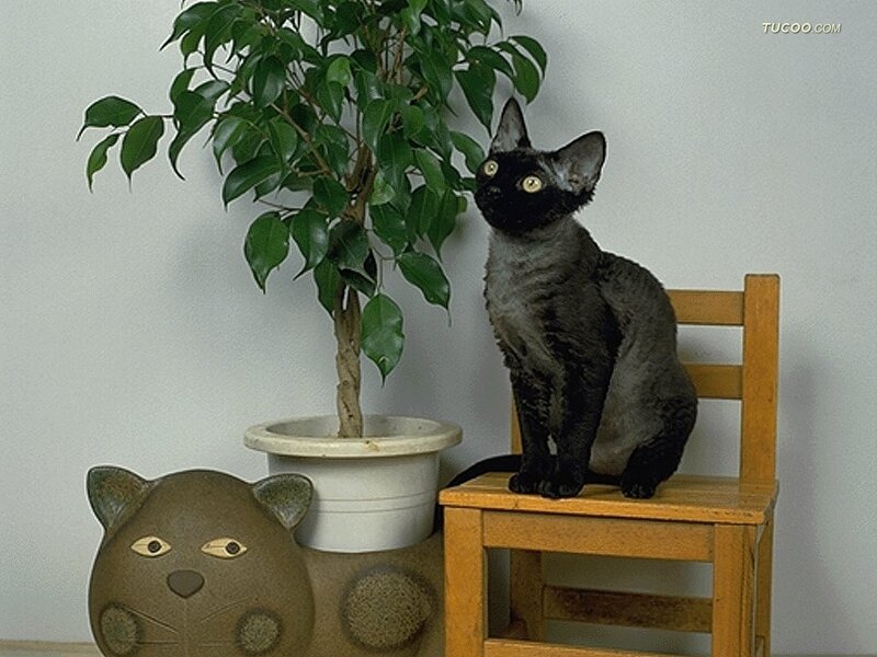 Black Cat on Chair — Green