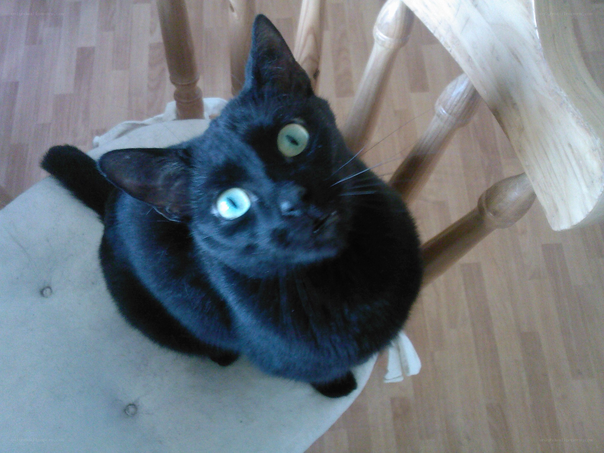 black cat on chair