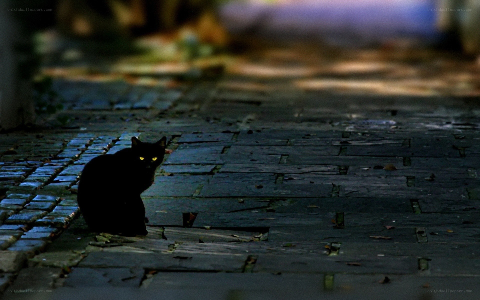black cat on cobblestone street